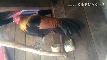 ไก่ป่าสอดน้ำ Qaib qus daj txuam tom 2 xyoo 2021