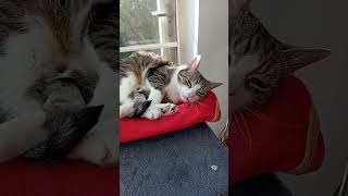 Noodles goodmorning Tuesday #katze #gatto #gato #kucing #koty #kotek #katten #chat #neko #inu #cat