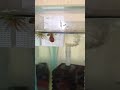 This snail be having the time of his life #ramshorn #snail #aquarium