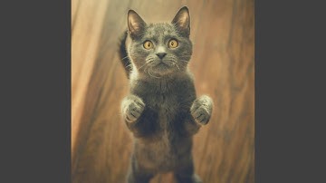 Charming Ambiance for Lazy Cat Days