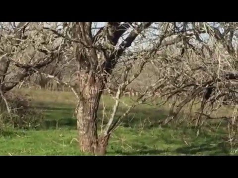 Watch Wild Hogs Youtube Watch Wild Hogs Youtube