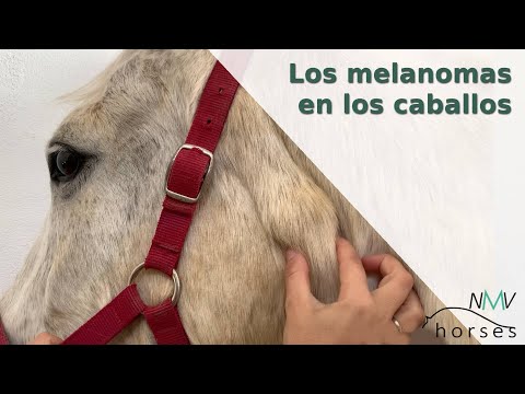 🐴Los melanomas en los caballos🐴