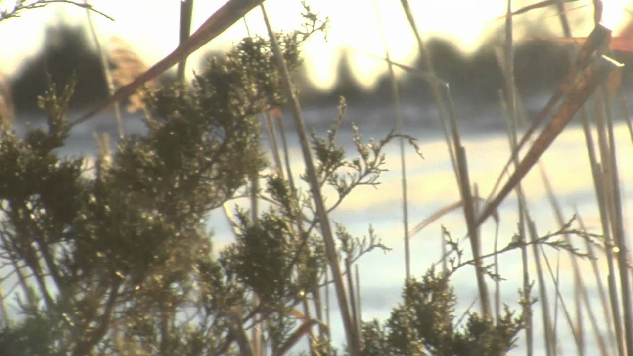 Winter in Tranquility, Cape May, NJ YouTube