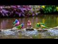 🔴 LIVE 24/7: Gentle Piano & Peaceful Nature 🌿 Calm Music for Stress Relief