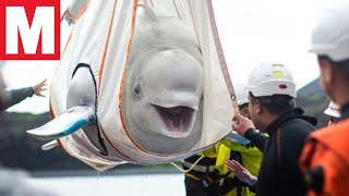 Beluga whales transported to refuge 6,000 miles away