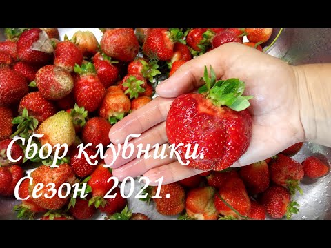 Собираем клубнику и землянику в огороде 2021