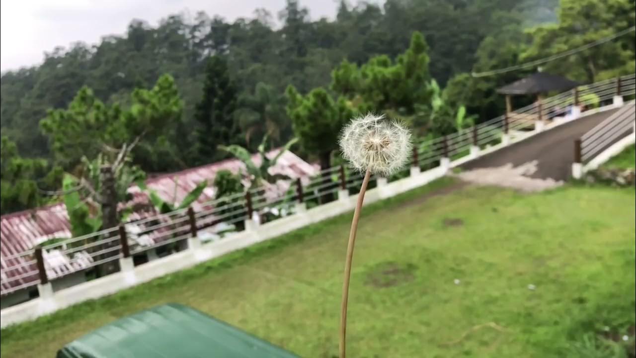 dandelion slow motion. #dandelions #bunga #slowmotion #views - YouTube