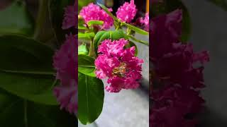 Tường vi mini bonsai