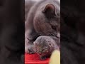 #Shorts Mom Cat Licking her new Born Kittens