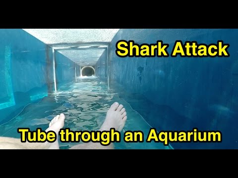 Shark Attack : Tube through an Aquarium : Atlantis The Palm in Dubai Updated for 2023