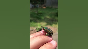 Greetings and Farewell from Green June Beetle. #wildlife #garden #nature#beetle#beetles