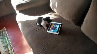 Cat watching blaze cartoon on 3 dollar broken Samsung tablet