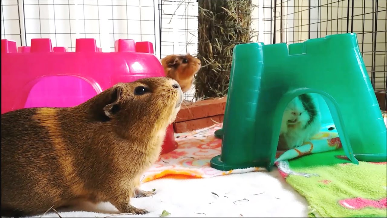 Cavy Diet: Basil - YouTube - Cavy Diet Examples