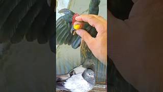 Eye Treatment by Veterinarian – Full Healing Process#HenTreatment