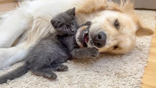 Funny Reaction of Tiny Kitten to Golden Retriever [Try Not to Laugh]