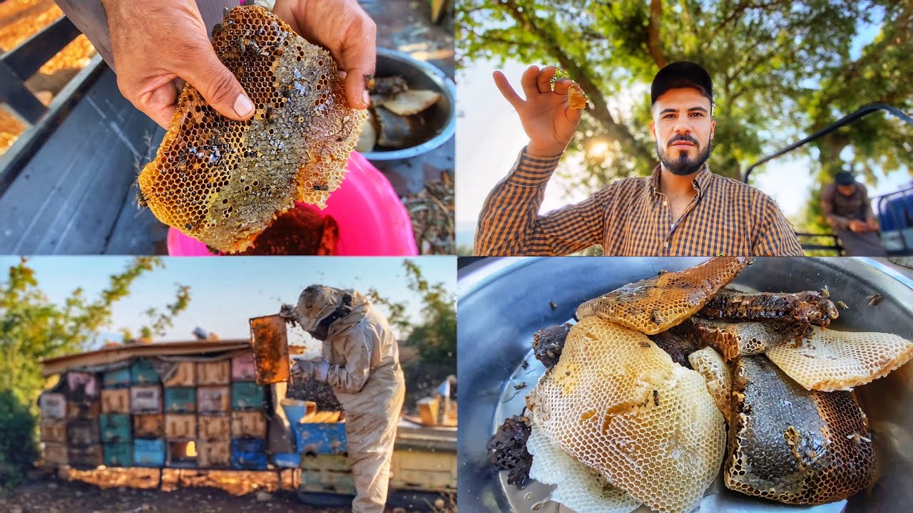 فتحنا قناديل النحل وطالعنا العسل في دشتي عادامو شوفو شو عمل فينا النحل😅