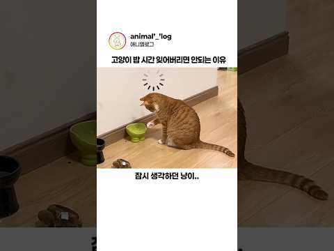 약속 안 지키는 집사에 짜증난 고양이 #동물 #고양이