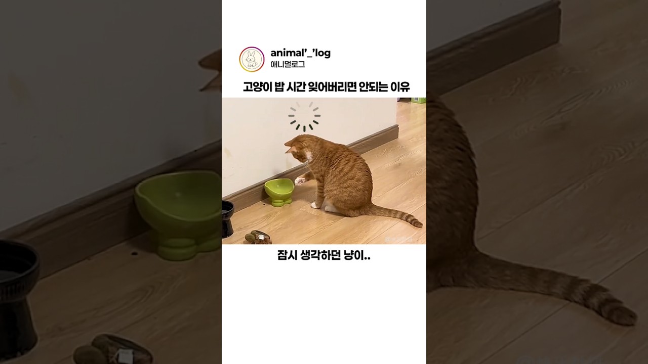 약속 안 지키는 집사에 짜증난 고양이 #동물 #고양이