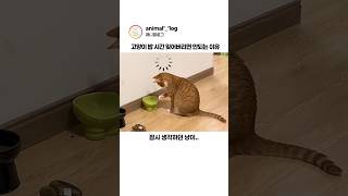 애니멀로그 대표 영상 썸네일