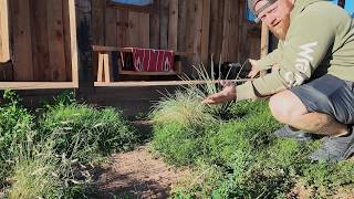 I Grew All This in the Desert with ONLY Rainwater