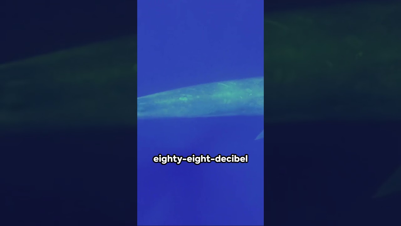 Nature's Marvels: Hummingbirds, Whales, and Undersea Lakes  