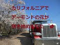 トラックドライバーPUNK【トラック洗車&カリフォルニア州アーモンドの花】