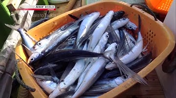 CÙNG NGƯ DÂN NHẬT RA ĐẠI DƯƠNG BAO LA ĐÁNH BẮT LOÀI CÁ CHUỒN BIẾT BAY NHƯ CHIM