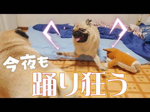 今宵も寝る前のダンスが激しすぎるパグ達|今日は突進が多めのダンスになっております|パグのぺろぽん兄弟pug犬|
