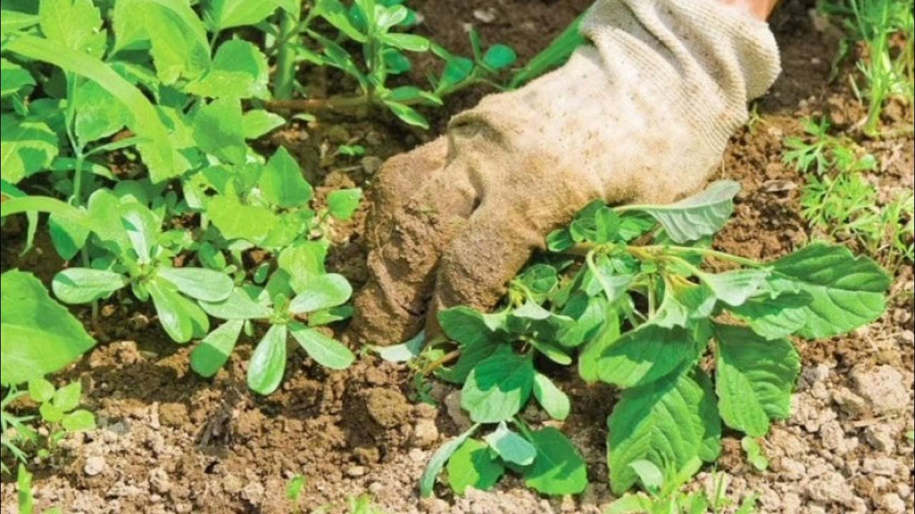Как вырастить сорняк. Пырей свинорой. Осот полевой. Уничтожить сорняки. Портулак сорняк ростки.
