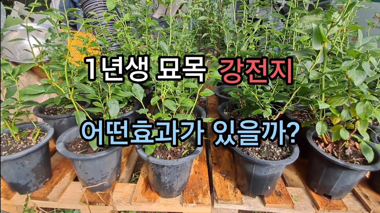 묘목 전지 방법에 따른 생장차이 비교 테스트.