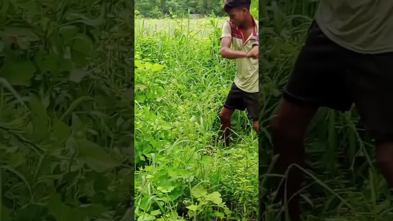 Farm life with dogs 🐕