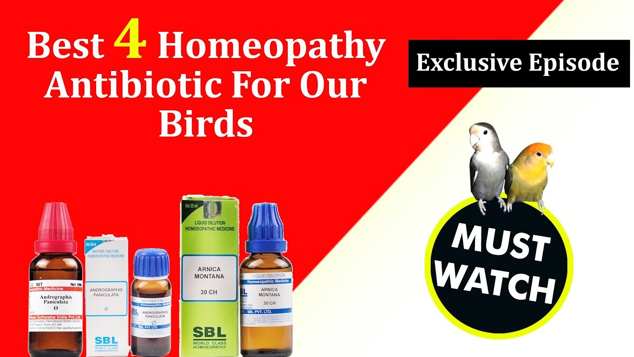 Best 4 Homeopathy Antibiotics For Our Birds .Any Situation. YouTube