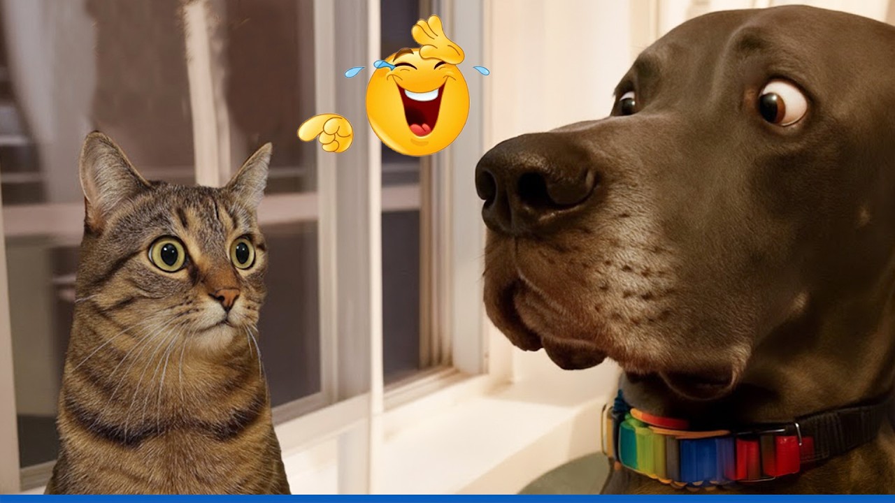 You Will Die Laughing At These Cats And Dogs 😹🐶The Funniest Dog Moments Compilation 🐾
