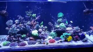 Evolution Aqua reef pro 1200 mixed reef tank