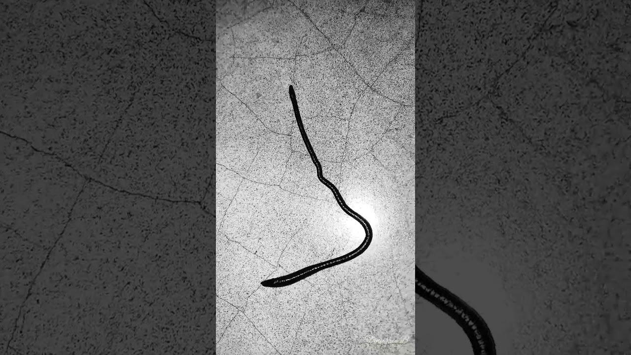 How an earthworm moves... - YouTube