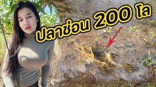 โคตรมาราธอน!! ตกปลาช่อน 200 โล