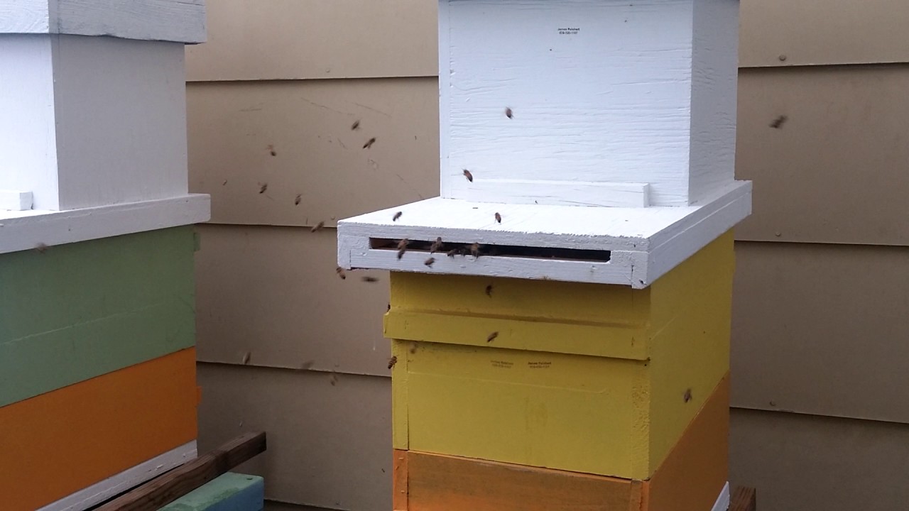Beekeeping Orientation flights of young bees 01 YouTube