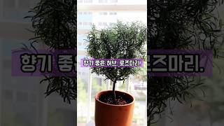 로즈마리  이렇게 키우세요. #식집사 #식물 #반려식물  #로즈마리 #허브 #베란다가드닝  #물주기 #식물키우기  #shorts  #쇼츠 #플랜테리어식물