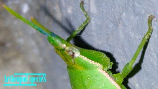 Insect Species - Short-horned Grasshoppers | Oriental   Longheaded Locust (Acrida cinerea) |