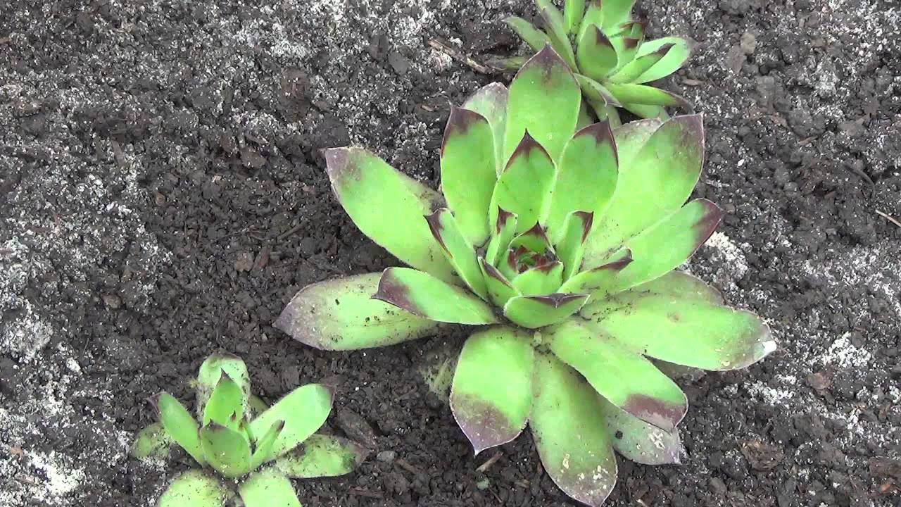 Молодило (Каменная роза). Sempervivum.