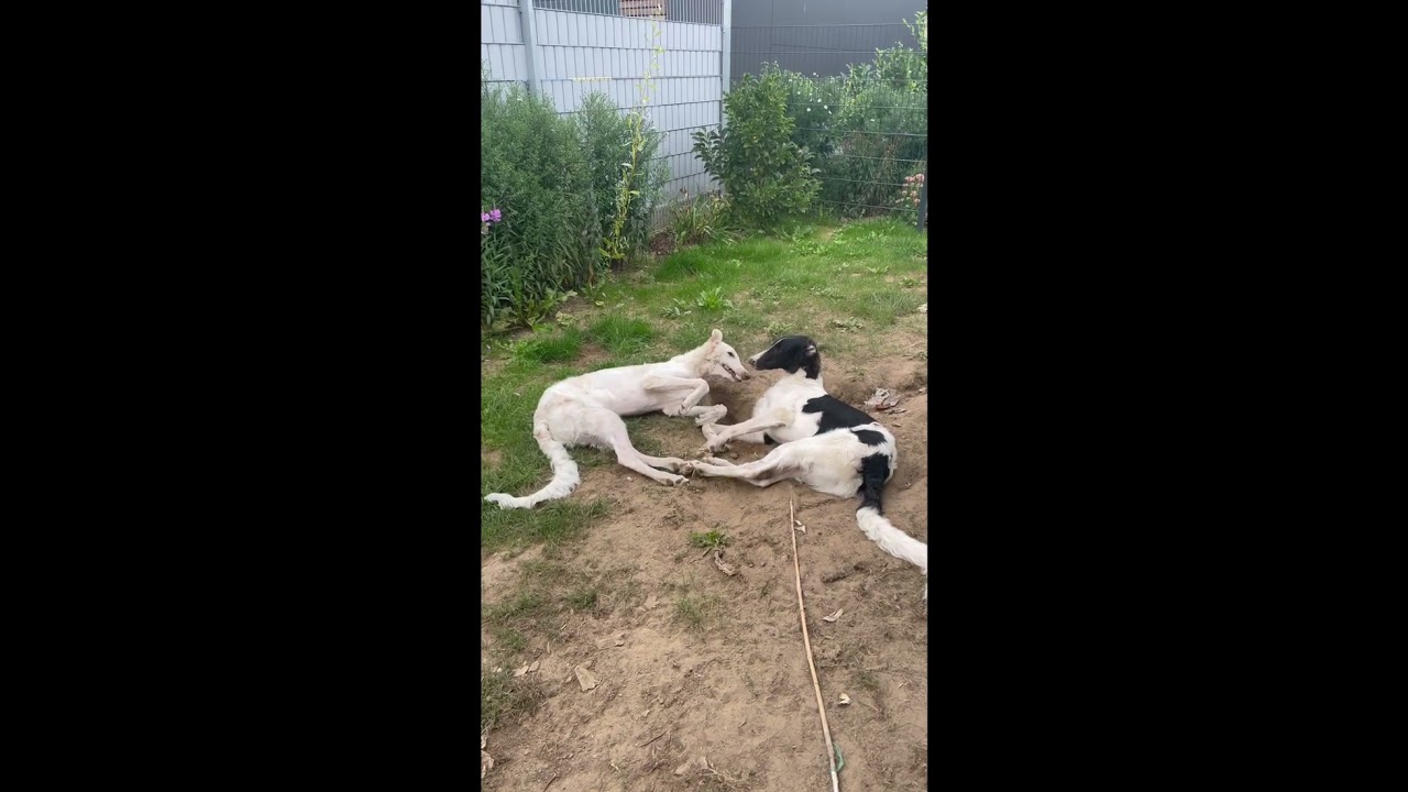 Wir k&ouml;nnen auch anders&hellip; #barsoi #borzoi #borzoidog #hundeliebe