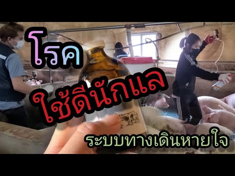 หมูเป็นโรคระบบทางเดินหายใจ ไอ หายใจแรง มีไข้ ยาตัวนี้ใช้ดีมากๆครับ EP.60