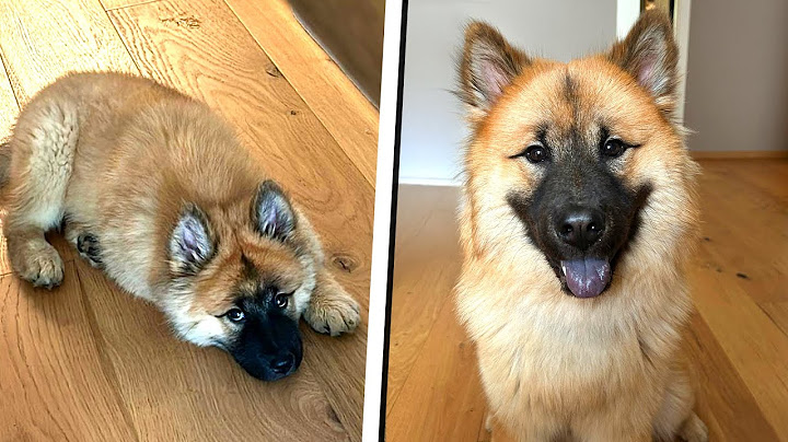 9 MESI CON IL NOSTRO CANE - CHEDDAR
