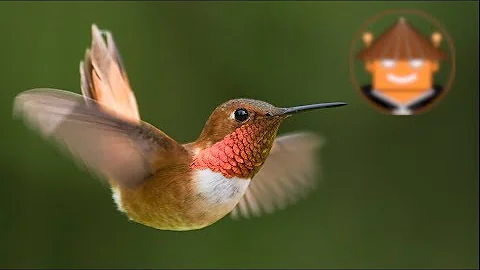¿Qué evitan los colibríes?