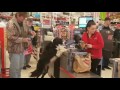 Clever Dog Shops For His Own Treats