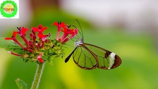 World Top 10 Transparent Animals