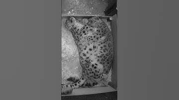 🤗 Snow leopard CUDDLES! #shorts