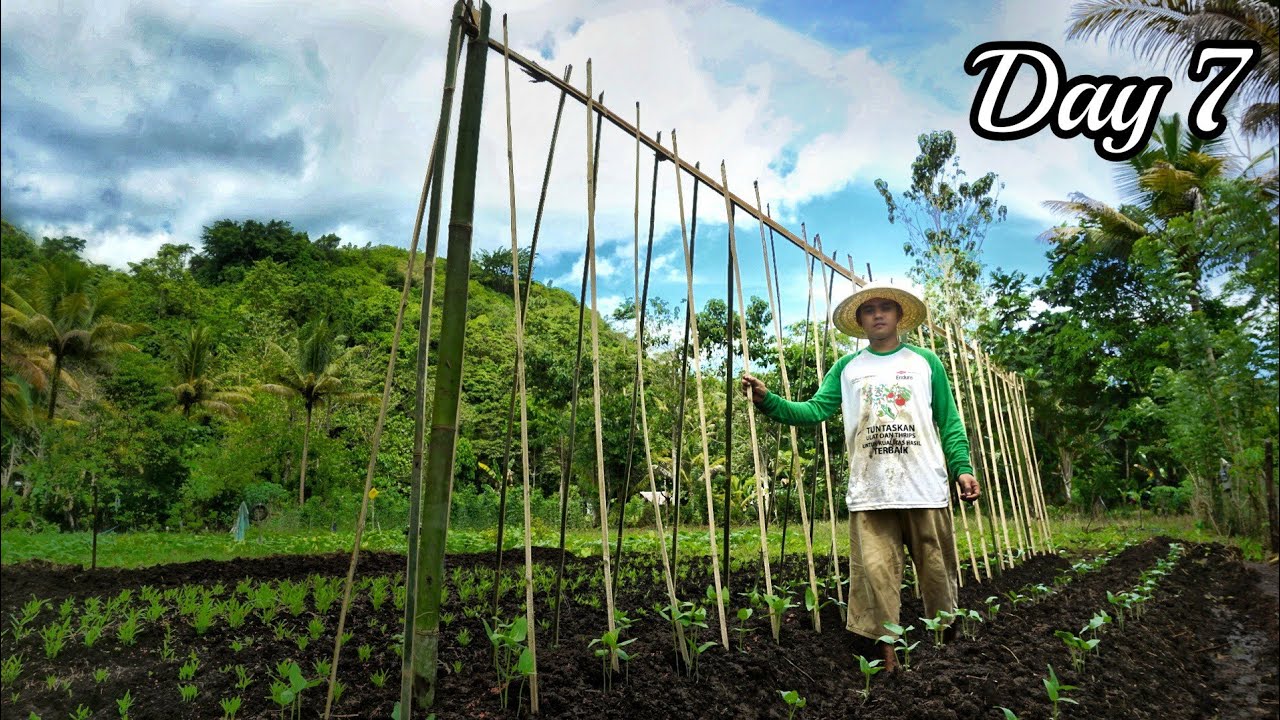 Berkebun hari ke 7, Cara membuat lanjaran kacang panjang