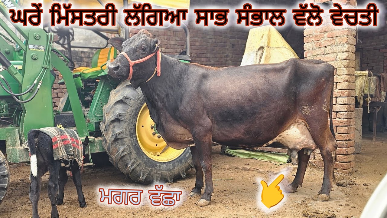 ਜਗਸੀਰ ਸਿੰਘ ਬਾਈ ਕੋਲ 23-24 ਕਿੱਲੋ ਆਲੀ ਵਹਿੜ ਤਾਜੀ ਸੁਈ ਘਰੇ ਮਿੱਸਤਰੀ ਲੱਗਿਆ ਤਾਂ ਵੇਚਣੀ ਆ ਮਿਤੀ 18-1-2026