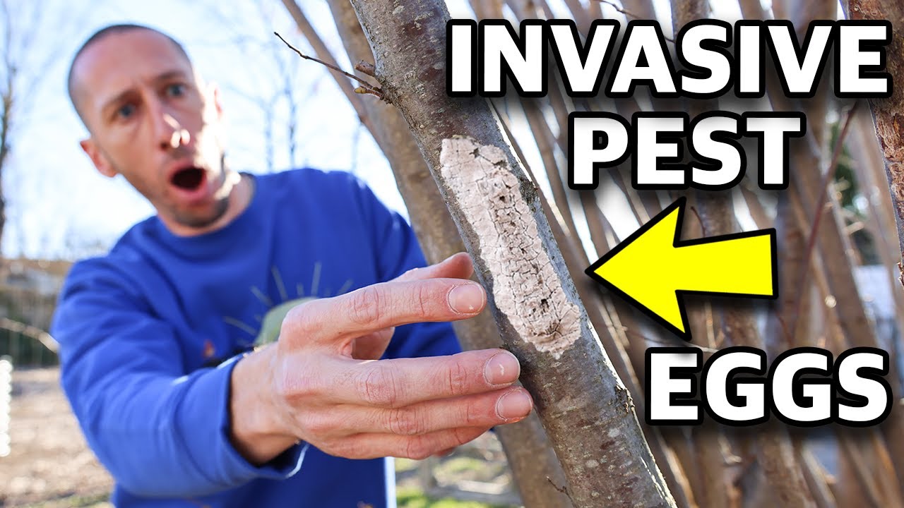 My Garden is INFESTED... And Yours Might Be Too (Spotted Lantern Fly)